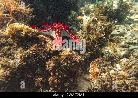 Le soleil brille sur l'étoile de mer rouge africaine - Protoreaster linckii - dans la mer peu profonde - Anakao, Madagascar Banque D'Images