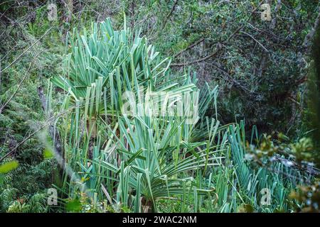 Jungle de forêt tropicale africaine dans le parc d'Isalo, détail proche des lames de plantes de palmier vertes Banque D'Images