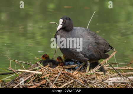 Coot eurasien (Fulica atra) protégeant ses poussins sur le nid. Bas-Rhin, Alsace, Grand est, France, Europe. Banque D'Images