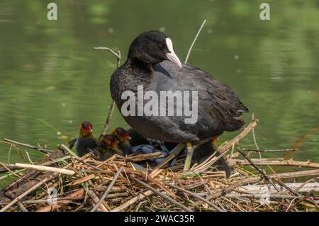 Coot eurasien (Fulica atra) protégeant ses poussins sur le nid. Bas-Rhin, Alsace, Grand est, France, Europe. Banque D'Images