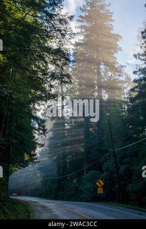 Le brouillard peut créer des conditions d'éclairage étonnantes parmi les séquoias de l'Avenue of the Giants en Californie. Banque D'Images