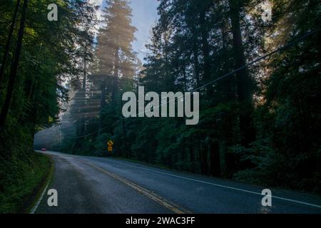 Le brouillard peut créer des conditions d'éclairage étonnantes parmi les séquoias de l'Avenue of the Giants en Californie. Banque D'Images