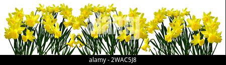 Bannière avec jonquilles jaunes isolé sur un fond blanc Banque D'Images