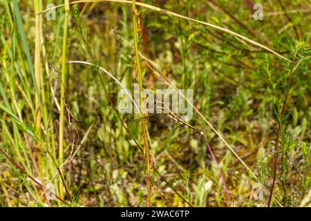 Orthetrum albistylum famille Libellulidae genre Orthetrum écumoire à queue blanche libellule nature sauvage insecte papier peint, image, photographie Banque D'Images