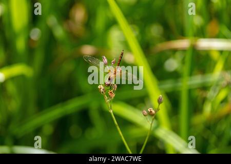 Sympetrum flaveolum Family Libellulidae Genus Sympetrum Darter libellule à ailes jaunes fond d'écran, image, photographie Banque D'Images