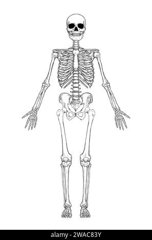 Anatomie du squelette humain en avant isolé sur fond blanc. Illustration de gravure vectorielle du crâne et des os. Halloween, médical, éducatif ou sc Illustration de Vecteur