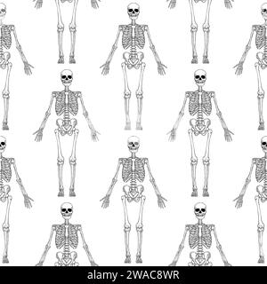 Anatomie du squelette humain en avant isolé sur fond blanc. Illustration de gravure vectorielle du crâne et des os. Halloween, médical, éducatif ou sc Illustration de Vecteur