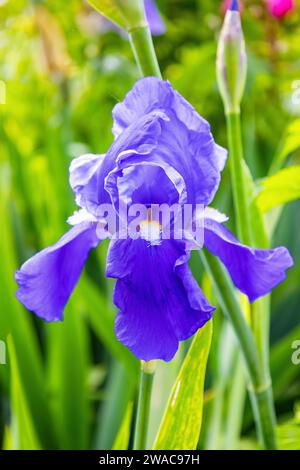 Un Deutsche Schwertlilie (Iris × germanica) est le nom accepté pour une espèce de plantes à fleurs de la famille des Iridaceae communément appelée la barbe Banque D'Images