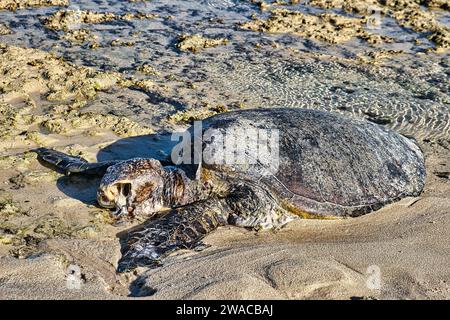 Cadavre en décomposition d'une tortue de mer sur une plage tropicale en Australie occidentale Banque D'Images