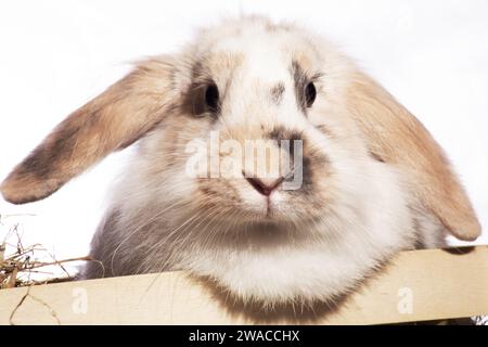 Un lapin moelleux à oreilles léchées, irrésistiblement mignon, fourre la tête dans un panier pique-nique. Sur fond sombre Banque D'Images