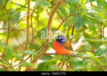 (Passerina ciris Painted Bunting), Merritt Island National Wildlife Refuge, en Floride Banque D'Images