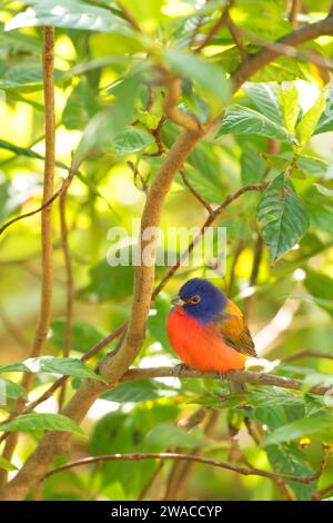 (Passerina ciris Painted Bunting), Merritt Island National Wildlife Refuge, en Floride Banque D'Images