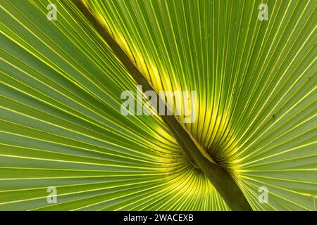 Frond de chou de palmier, Enchanted Forest Sanctuary, Floride Banque D'Images