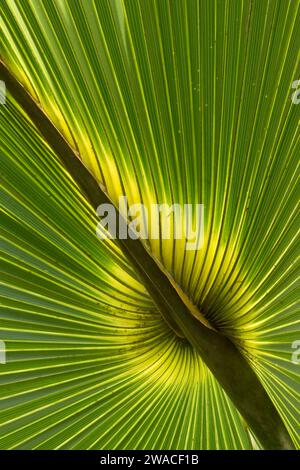 Frond de chou de palmier, Enchanted Forest Sanctuary, Floride Banque D'Images