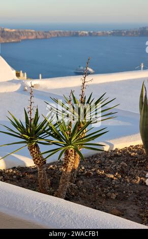 Gros plan de cactus et d'aloès qui poussent dans un lit de fleurs à Santorin.Caldera en arrière-plan. Banque D'Images