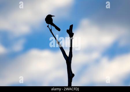 Silhouette Grackle, Ritch Grissom Memorial Wetlands à Viera, Floride Banque D'Images