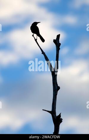 Silhouette Grackle, Ritch Grissom Memorial Wetlands à Viera, Floride Banque D'Images