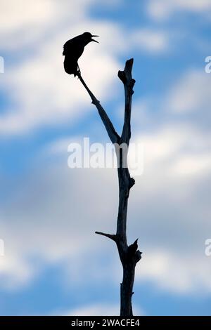 Silhouette Grackle, Ritch Grissom Memorial Wetlands à Viera, Floride Banque D'Images