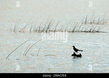 Silhouette Grackle, Ritch Grissom Memorial Wetlands à Viera, Floride Banque D'Images