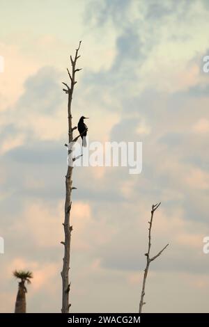 Silhouette d'Anhinga (Anhinga anhinga), Ritch Grissom Memorial Wetlands à Viera, Floride Banque D'Images