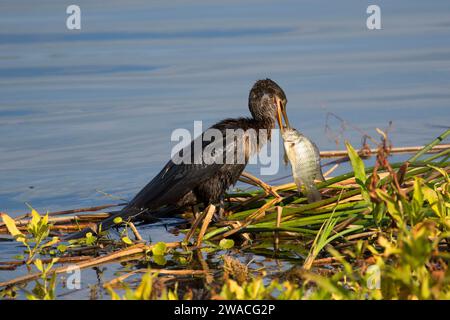 Anhinga (Anhinga anhinga), Ritch Grissom Memorial Zones humides à Viera, Florida Banque D'Images