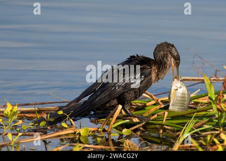 Anhinga (Anhinga anhinga), Ritch Grissom Memorial Zones humides à Viera, Florida Banque D'Images