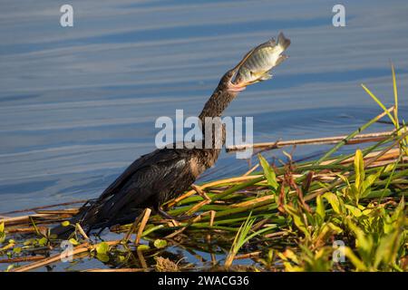 Anhinga (Anhinga anhinga), Ritch Grissom Memorial Zones humides à Viera, Florida Banque D'Images