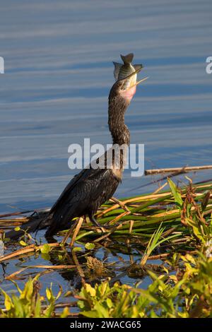 Anhinga (Anhinga anhinga), Ritch Grissom Memorial Zones humides à Viera, Florida Banque D'Images