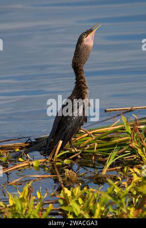 Anhinga (Anhinga anhinga), Ritch Grissom Memorial Zones humides à Viera, Florida Banque D'Images