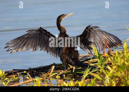 Anhinga (Anhinga anhinga), Ritch Grissom Memorial Zones humides à Viera, Florida Banque D'Images