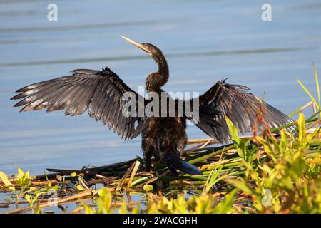 Anhinga (Anhinga anhinga), Ritch Grissom Memorial Zones humides à Viera, Florida Banque D'Images