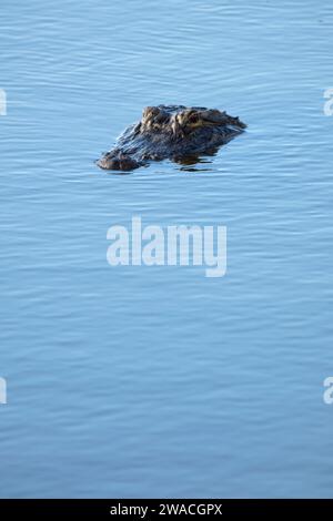 Alligator Alligator mississippiensis), (Ritch Grissom Memorial Zones humides à Viera, Florida Banque D'Images
