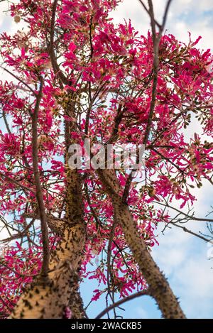 Fleurs roses et branches épineuses d'arbre de soie de soie de soie sur fond de ciel bleu Banque D'Images