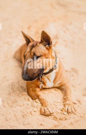Un mignon taureau terrier au gingembre se trouve sur une plage de sable par une chaude journée d'été. Vacances à la station. Banque D'Images