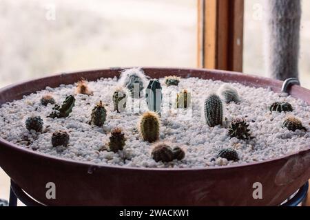 Beaucoup de petits cactus poussant dans un grand pot rond à l'intérieur. Collection de cactus épineux. Cultiver des plantes dans le jardin de la maison. Collecte de serres. Banque D'Images