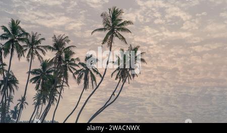 Beaucoup de cocotiers à la magnifique plage al haffa à salalah au lever du soleil, Oman, officiellement le Sultanat d'Oman. Banque D'Images