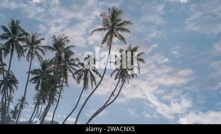 Beaucoup de cocotiers à la magnifique plage al haffa à salalah au lever du soleil, Oman, officiellement le Sultanat d'Oman. Banque D'Images