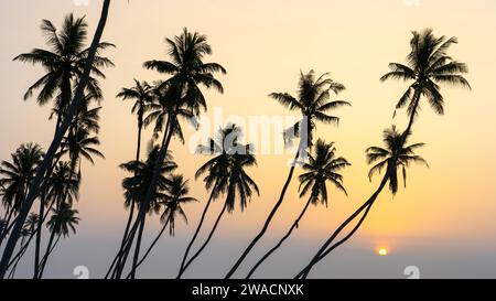 Beaucoup de cocotiers à la magnifique plage al haffa à salalah au lever du soleil, Oman, officiellement le Sultanat d'Oman. Banque D'Images