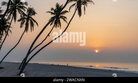 Beaucoup de cocotiers à la magnifique plage al haffa à salalah au lever du soleil, Oman, officiellement le Sultanat d'Oman. Banque D'Images