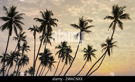 Beaucoup de cocotiers à la magnifique plage al haffa à salalah au lever du soleil, Oman, officiellement le Sultanat d'Oman. Banque D'Images