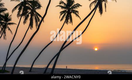 Beaucoup de cocotiers à la magnifique plage al haffa à salalah au lever du soleil, Oman, officiellement le Sultanat d'Oman. Banque D'Images