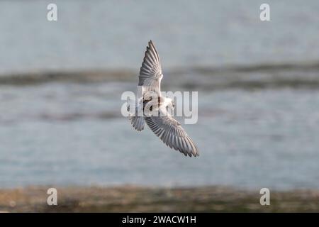 Sterne fouettée volant au-dessus de la mer, gros plan de l'oiseau. Photographie numérique d'oiseau Banque D'Images