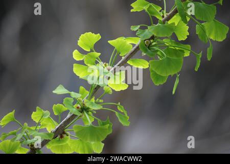 Branche de gingko en diagonale avec de belles feuilles ludiques Banque D'Images