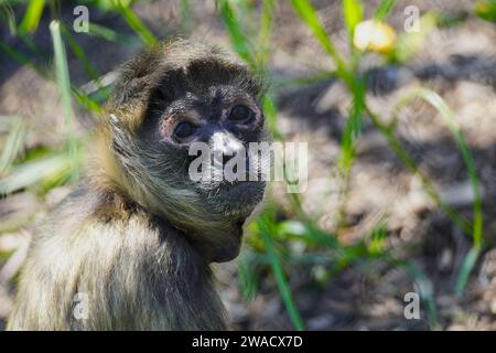 Gros plan d'un singe araignée aux mains noires également connu sous le nom de singe araignée de Geoffroy, Ateles geoffroyi Banque D'Images