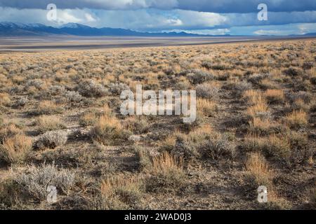 Ione Valley, Southern Nevada District Bureau of Land Management, Nevada Banque D'Images