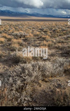 Ione Valley, Southern Nevada District Bureau of Land Management, Nevada Banque D'Images