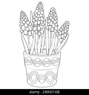 Muscari dans un pot contour icônes. Muscari noir et blanc. Coloriage pour enfants et adultes. Illustration vectorielle Illustration de Vecteur