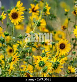 Bouquet de tournesols fleurissant le jour d'été Banque D'Images