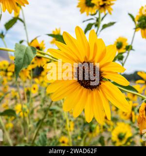 Bouquet de tournesols fleurissant le jour d'été Banque D'Images