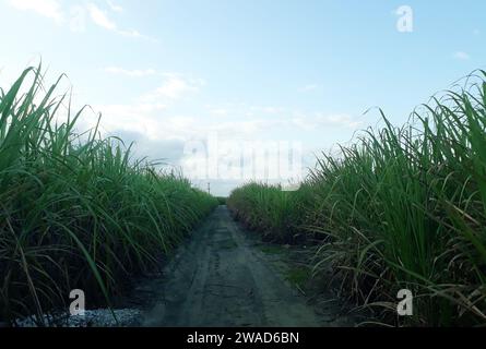 Plantation de canne à sucre, près de la ville de Maceió, dans la région nord-est du Brésil. Banque D'Images